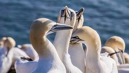 爱游戏在线登录入口-迪巴拉在意甲连续助攻，状态火爆引发关注，迪巴拉拿过意甲金靴吗