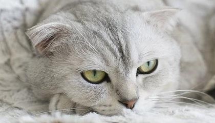 爱游戏体育app-曼城主场被曼联逆转，德比失利，曼城主场20连胜