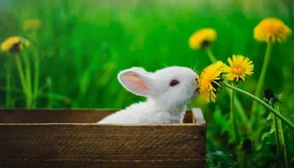 爱游戏在线登录入口-迪巴拉在意甲连续助攻，状态火爆引发关注，迪巴拉拿过意甲金靴吗