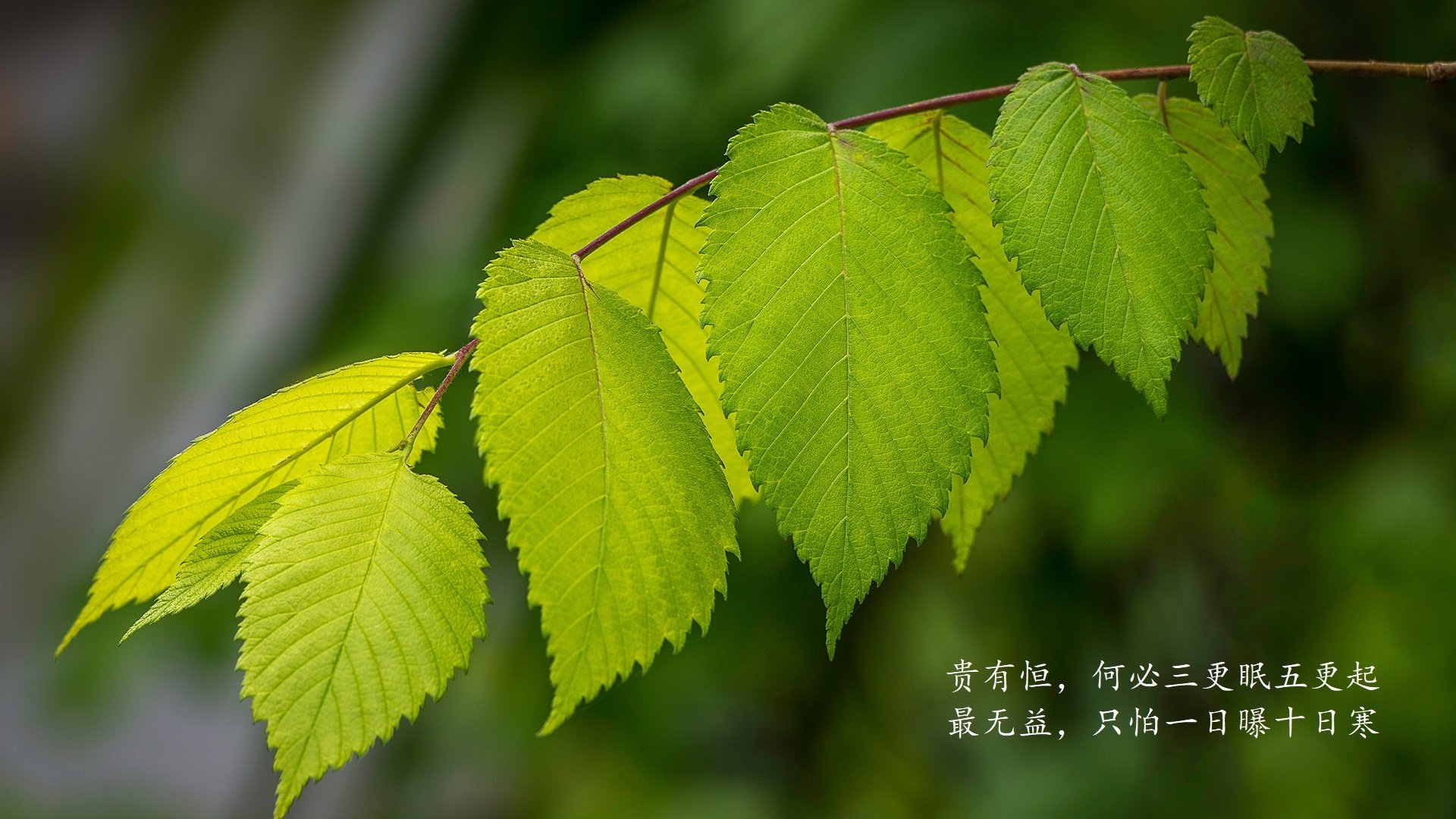 香肠派对特种兵大战火爆进行，欢乐升级，香肠派对特战双雄皮肤