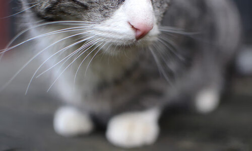 体操全锦赛广东队团体总分居首,体操全锦赛直播