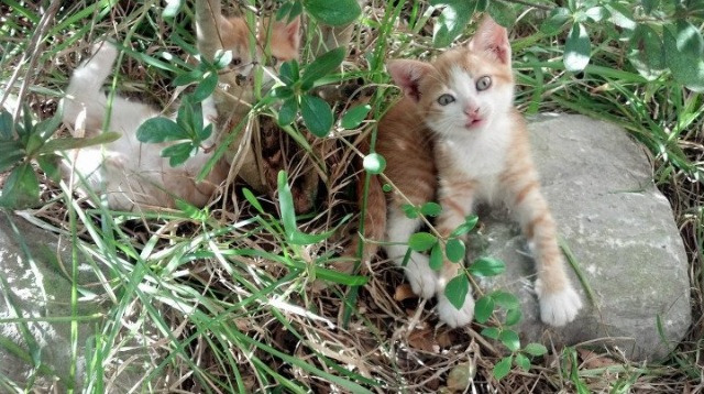 爱游戏综合娱乐-加拿大队在国际乒联混合团体世界杯中的稳定发挥与亮点，加拿大代表队乒乓球