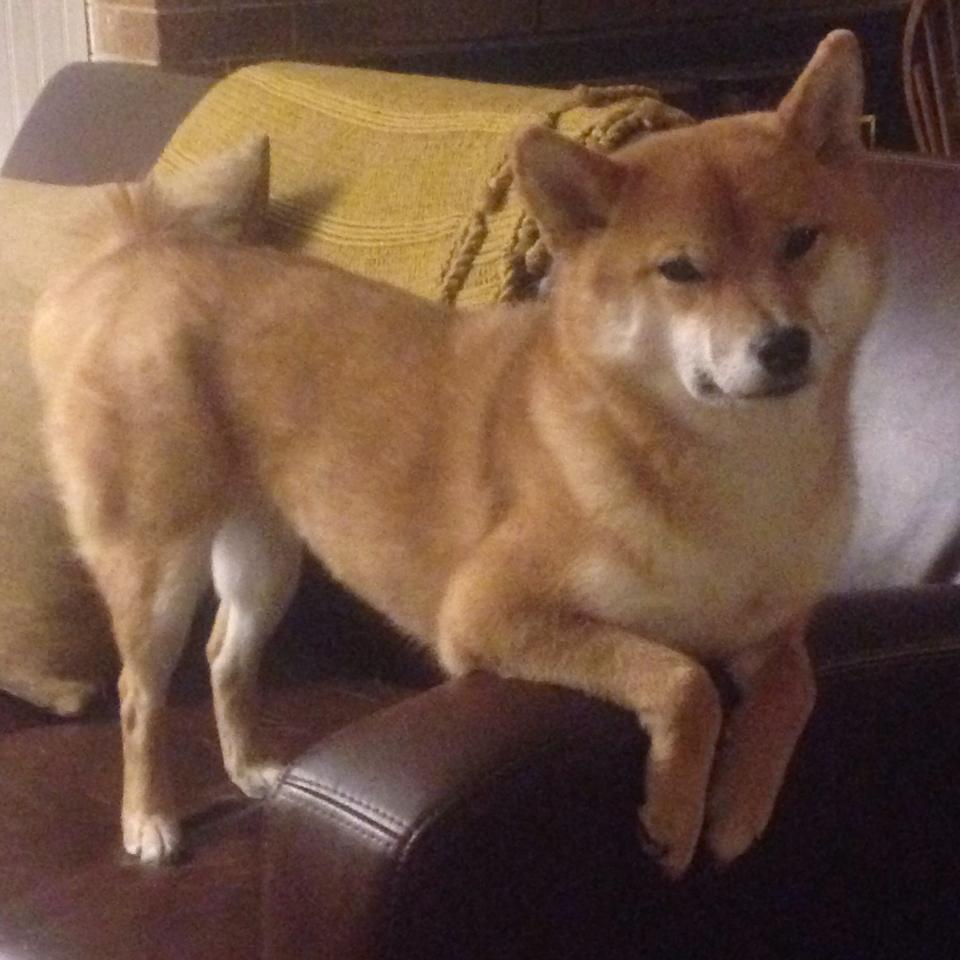 奥预赛中国队爆冷 球迷建议加强战术演练