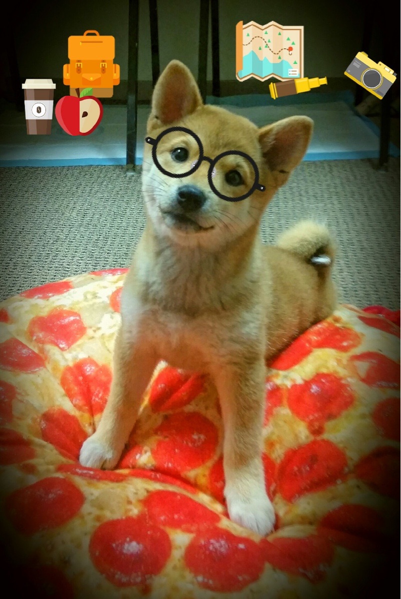 爱游戏app下载-澳男泳队整体节奏精准，澳运男篮赛程