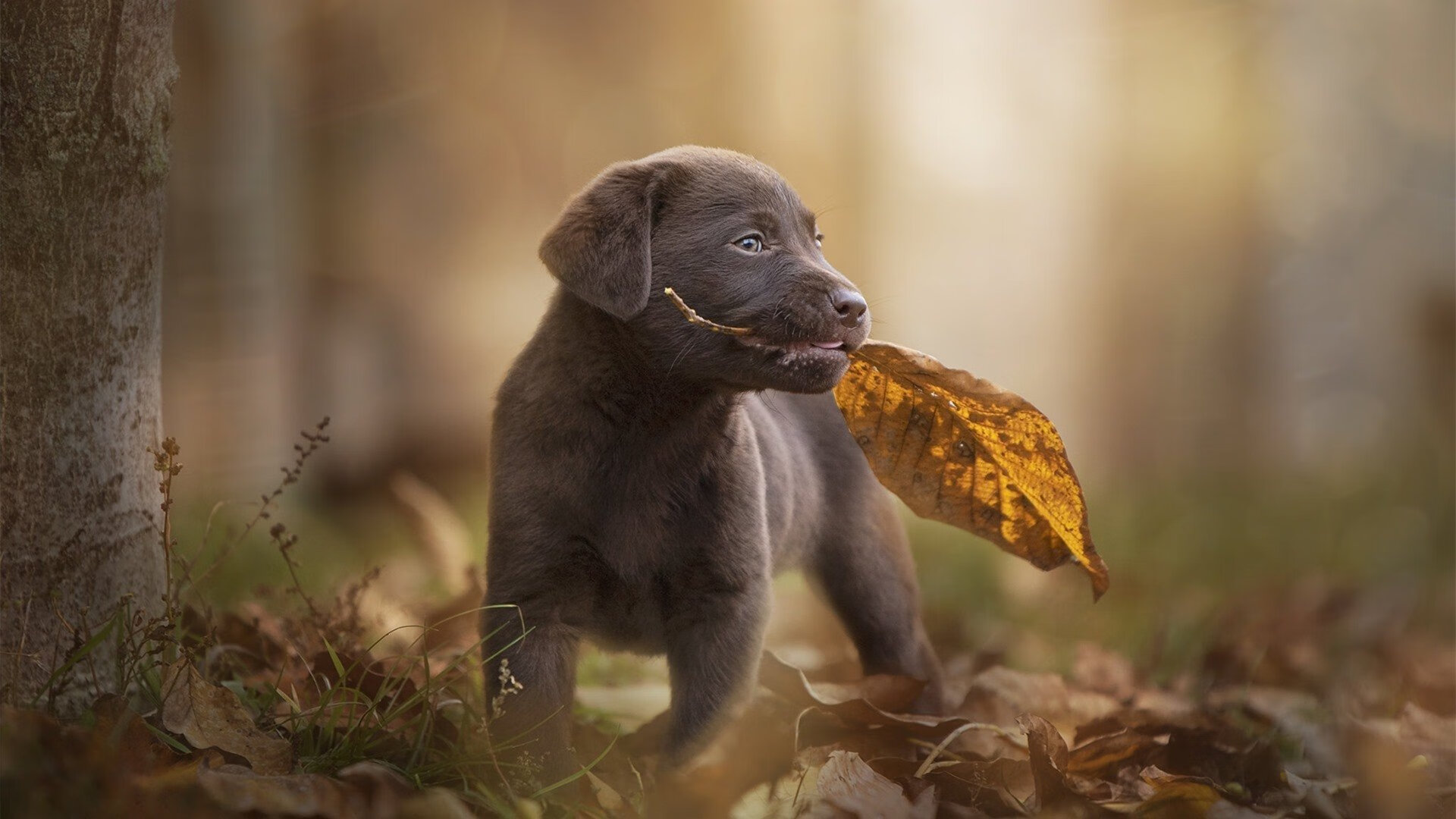 爱游戏-男子100仰德国小将大放异彩，德国男子100米