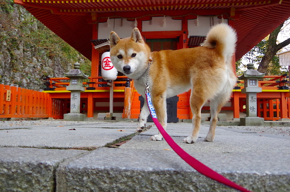 爱游戏体育app-“亚戈·卡尔曼的领导魅力，帮助美洲狮队在全球赛场上脱颖而出”