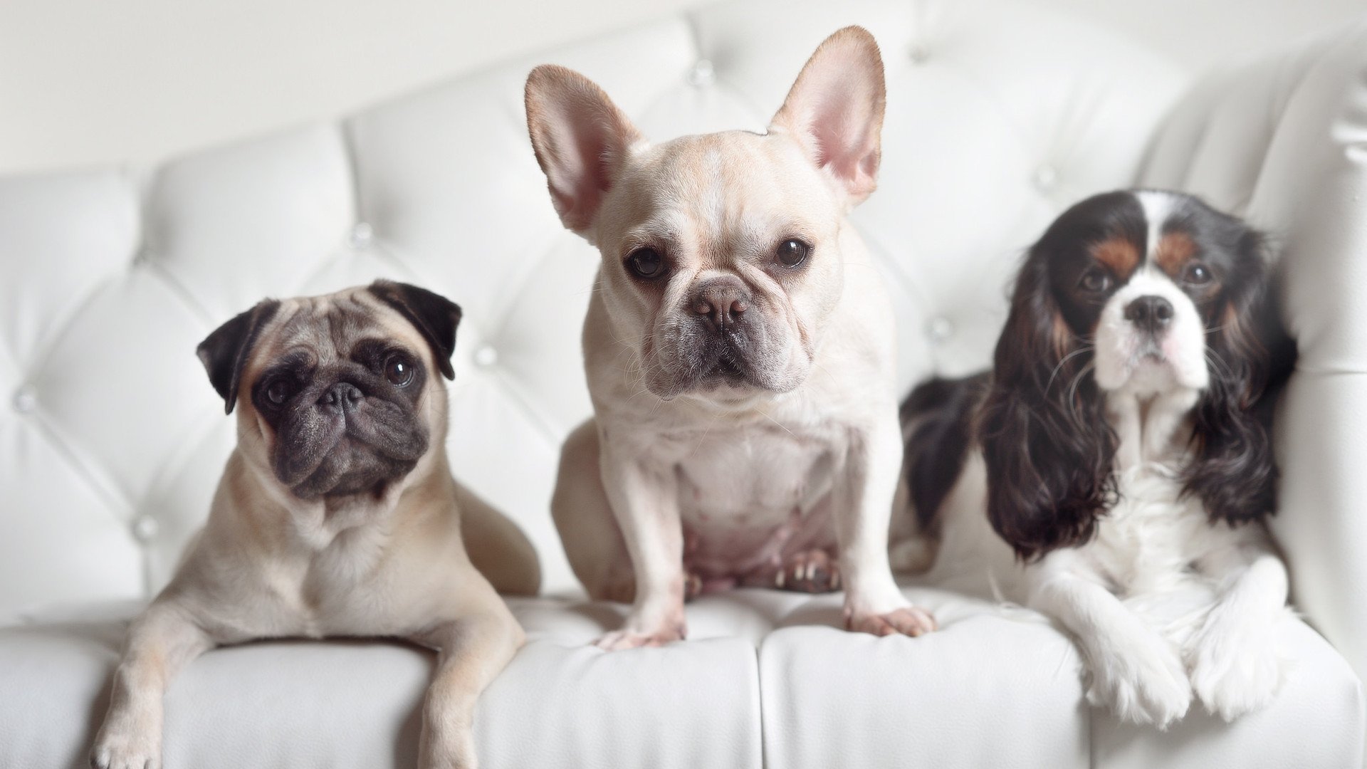 爱游戏app下载-“安赫尔·巴尔博萨的进攻组合与防守调整，助力美洲狮队迎接更强挑战”