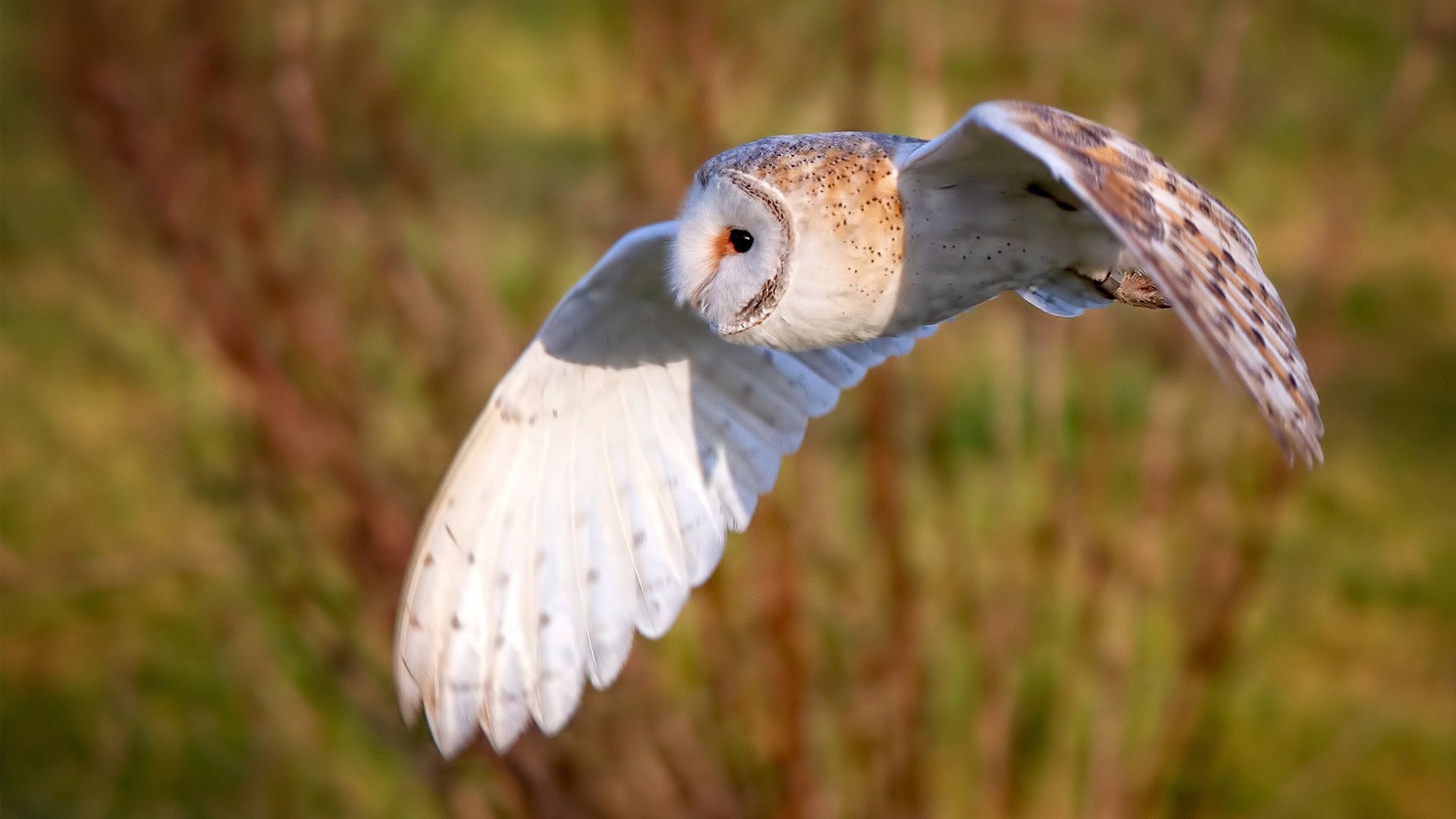 爱游戏官网-中国女篮在亚洲杯决赛中战胜日本，首次夺取该项赛事冠军荣誉，2021年亚洲杯女篮决赛中国对日本