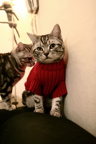 爱游戏-乒乓球团体赛中国男女队均晋级决赛，中国乒乓球男女团蝉联冠军