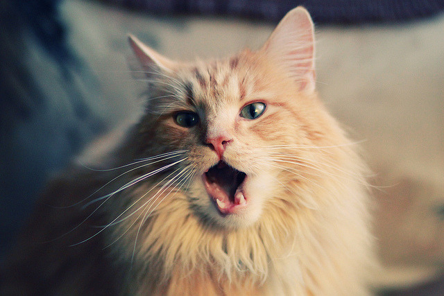 希腊男篮在欧洲锦标赛中连续夺冠,闪耀欧洲篮球舞台,希腊男子篮球队