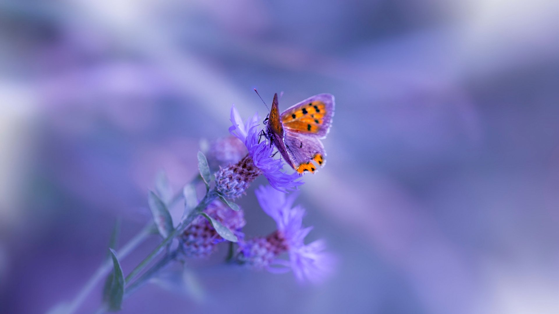 欧洲杯战术大革命：出奇制胜，精彩纷呈！，欧洲杯战术机位