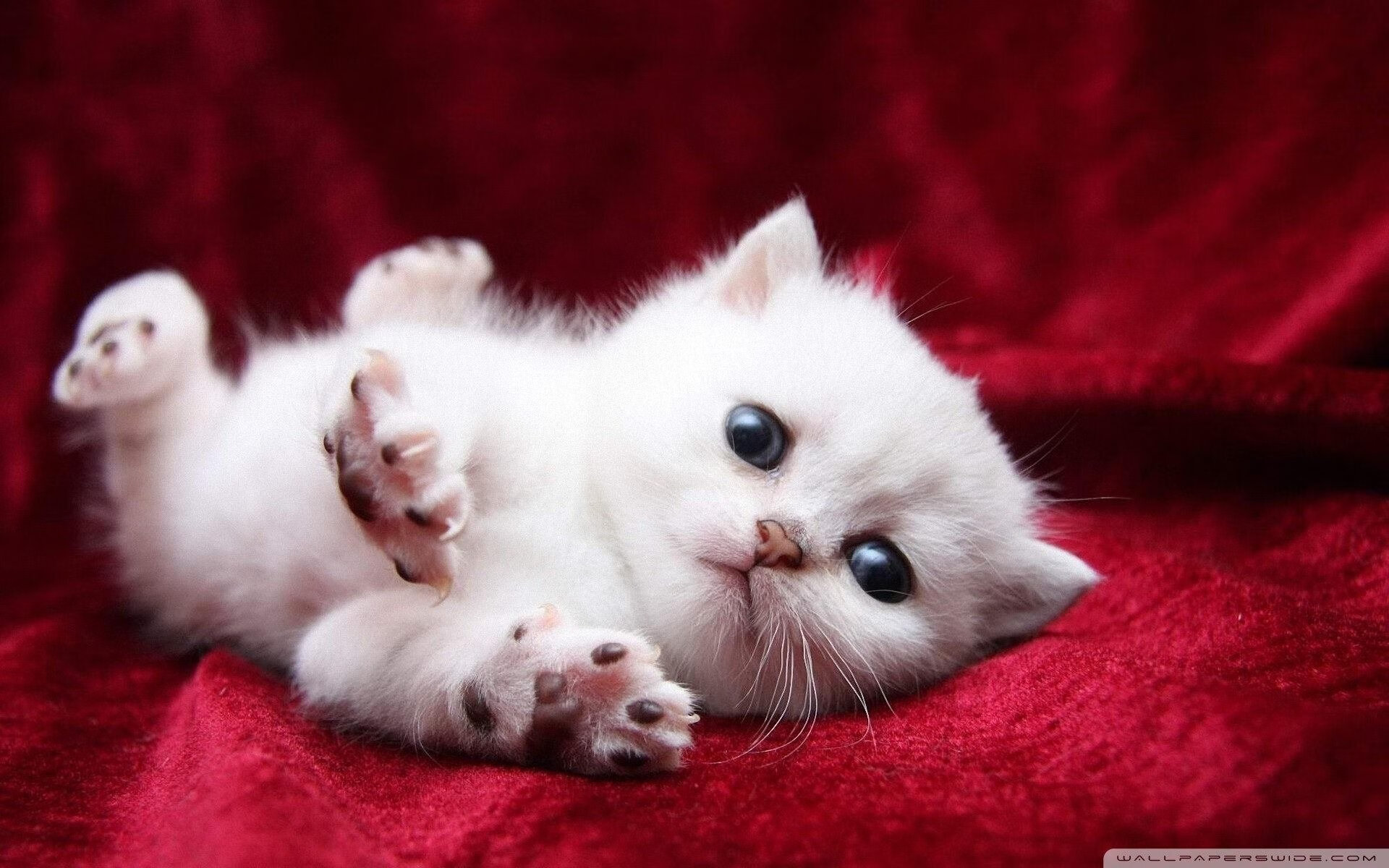 陈艺文冲击个人第五枚金牌,陈艺文夺冠